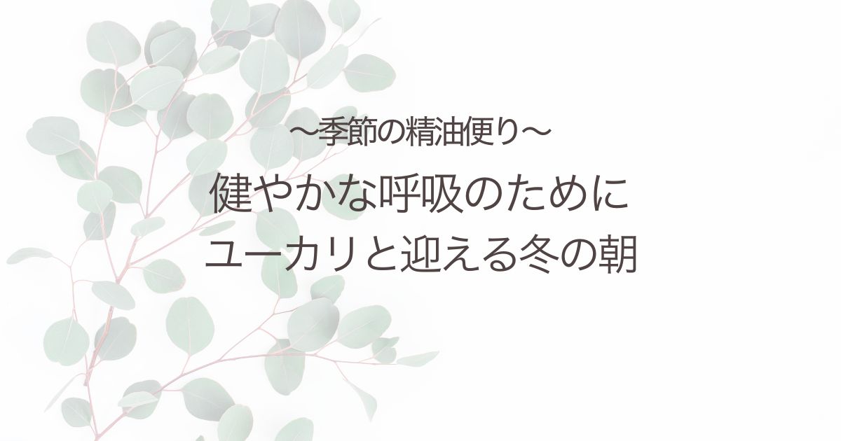 ユーカリラディアタと迎える冬の朝