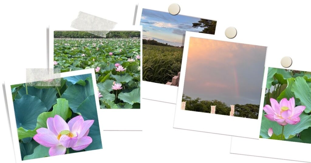 蓮の花